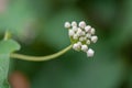 Chinese Dregea Dregea sinensis, white buds Royalty Free Stock Photo
